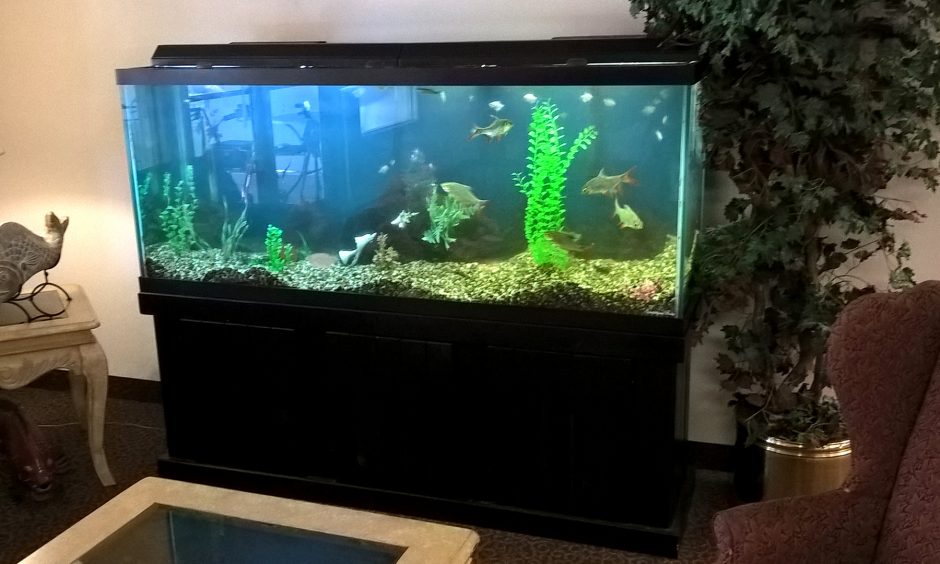 Fish-tank-in-lobby-maintained