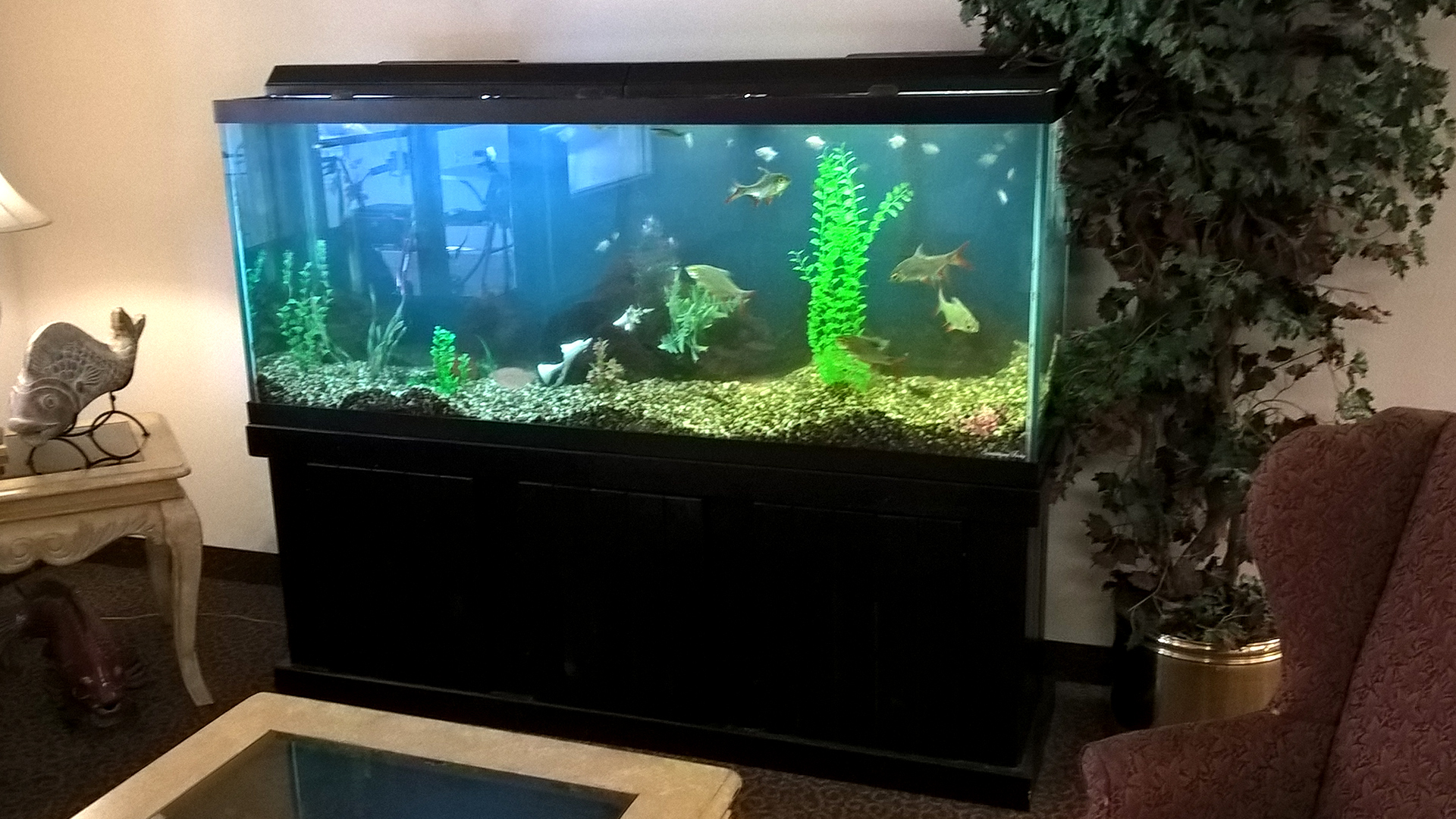 Fish-tank-in-lobby-maintained