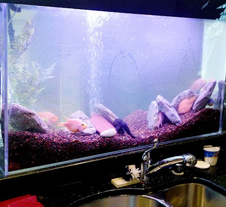 Acrylic-Aquarium-in-front-of-kitchen-sink