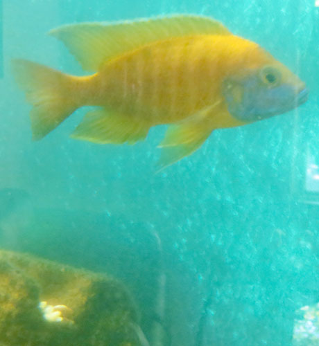 African-Cichlid-Ali-blend-aquarium