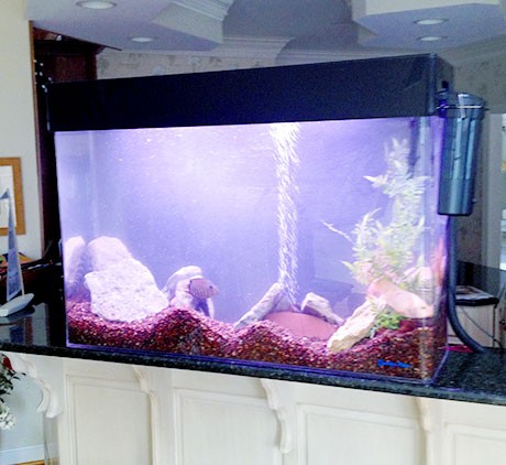 Aquarium-in-kitchen-on-granite
