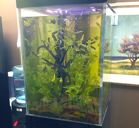 Break-room-fish-tank-aquarium