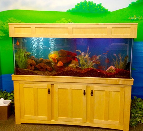 Childrens-School-Aquarium-Maintenance