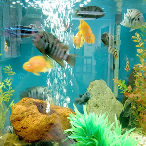 Cichlids-and-Parrot-fish-aquarium