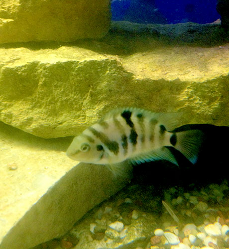 Convict-Cichlid-aquarium