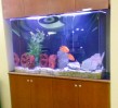 Dentist-Office-Aquarium-Maintenance
