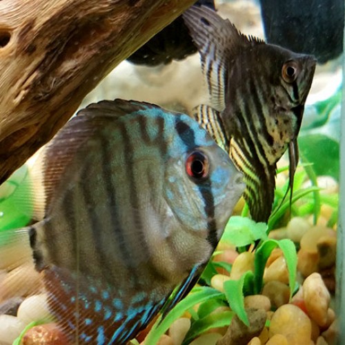 Discus-and-angelfish-aquarium