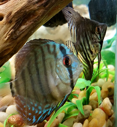 Discus-and-angelfish-aquarium