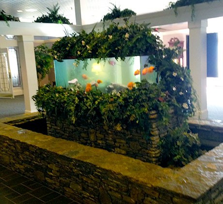 Fountain-and-Aquarium-Maintenance