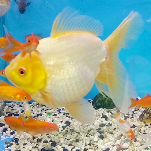 Giant-Goldfish