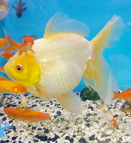 Giant-Goldfish