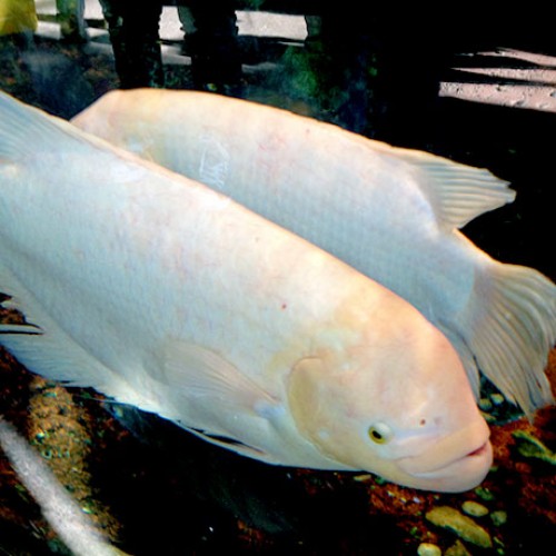 Giant-Gourami-aquarium