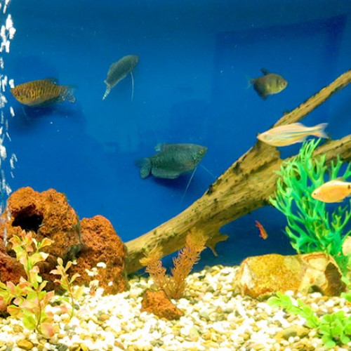 Gouramis-aquarium