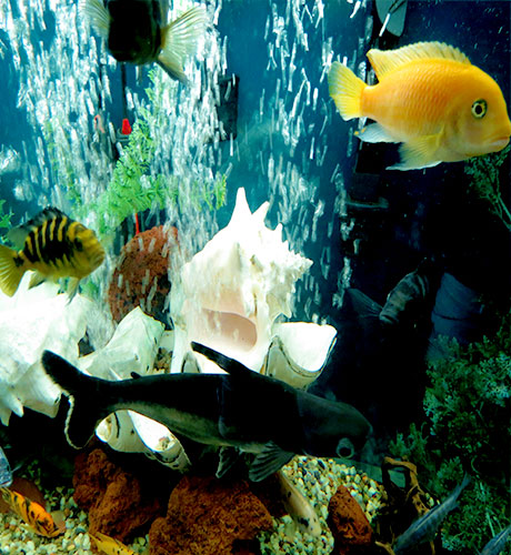 Irridecent-Shark-and-African-Cichlids-aquarium