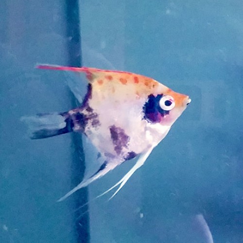 Koi-Angelfish