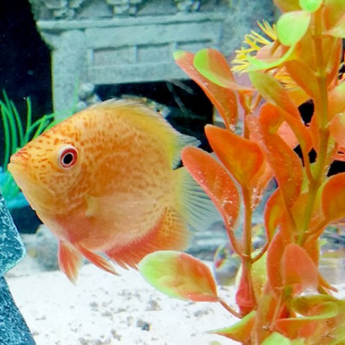 Red-Spotted-Severum-aquarium