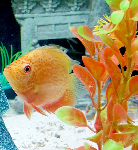 Red-Spotted-Severum-aquarium