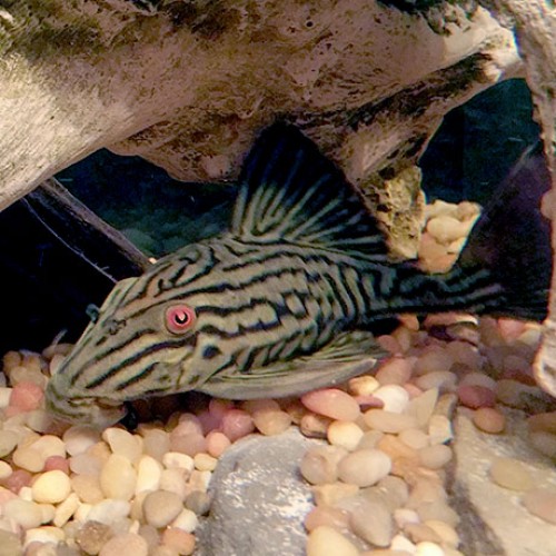 Royal-Pleco-aquarium