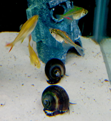 Tetras-Snails-and-Painted-Glass-Fish