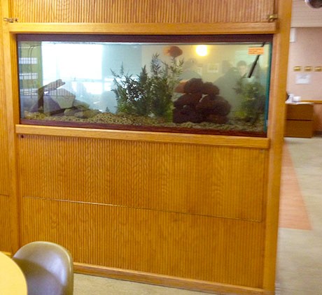 Waiting-Room-Wall-Aquarium-Maintenance