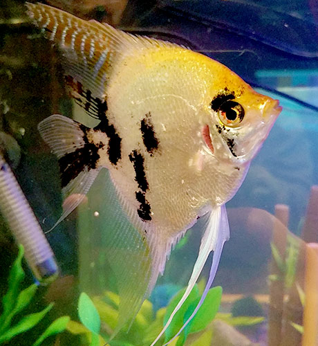 large-angelfish-closeup